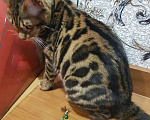 Кошки в Карачеве: Бенгальский котенок., 12 000 руб. - фото 3