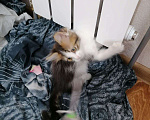Кошки в Волгограде: Отдам в добрые руки  Девочка, Бесплатно - фото 5