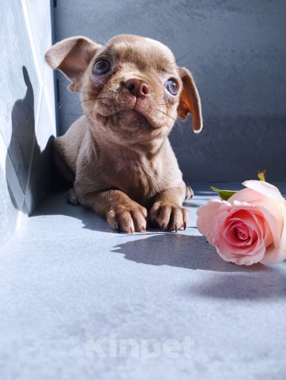 Собаки в Москве: Лиловая девочка щенки чихуахуа Девочка, 40 000 руб. - фото 2