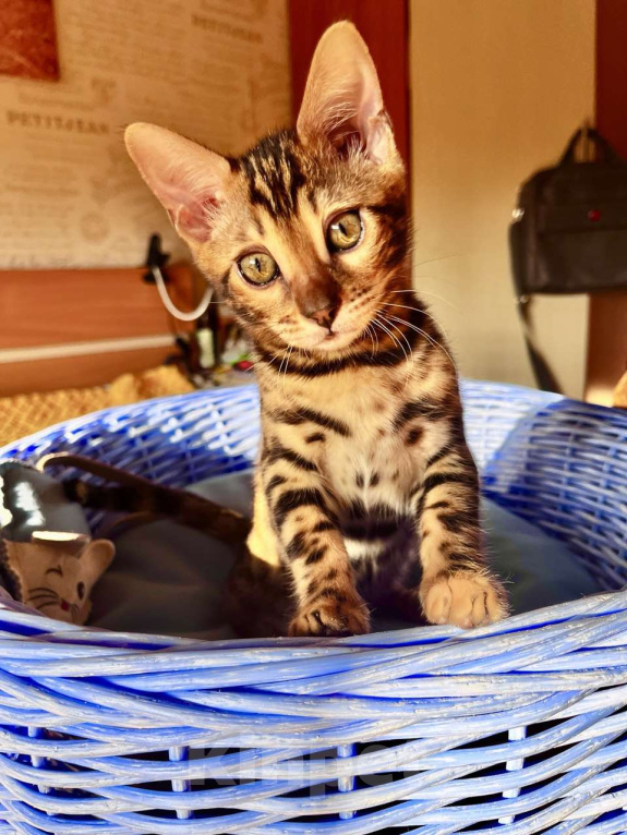 Кошки в Самаре: Бенгальская девочка Veritay Bonita Девочка, 60 000 руб. - фото 8