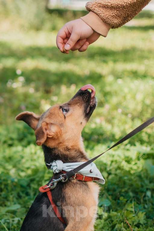 Собаки в Москве: Милейший щенок Карат в добрые руки Мальчик, Бесплатно - фото 4