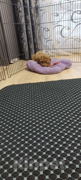 Собаки в Красноярске: Щенок той пудель Мальчик, 55 000 руб. - фото 4