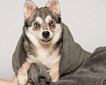 Собаки в Москве: Аляскинский кли-кай Волчек в добрые руки Мальчик, 1 руб. - фото 4