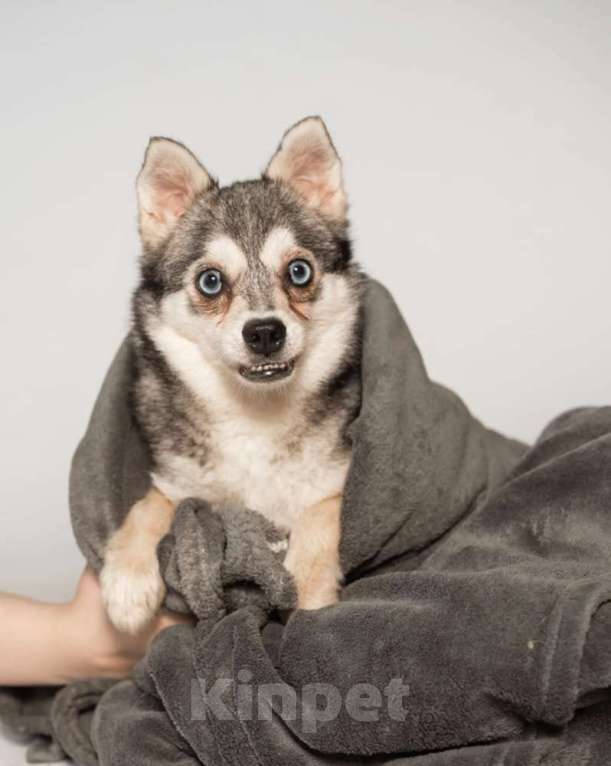 Собаки в Москве: Аляскинский кли-кай Волчек в добрые руки Мальчик, 1 руб. - фото 4