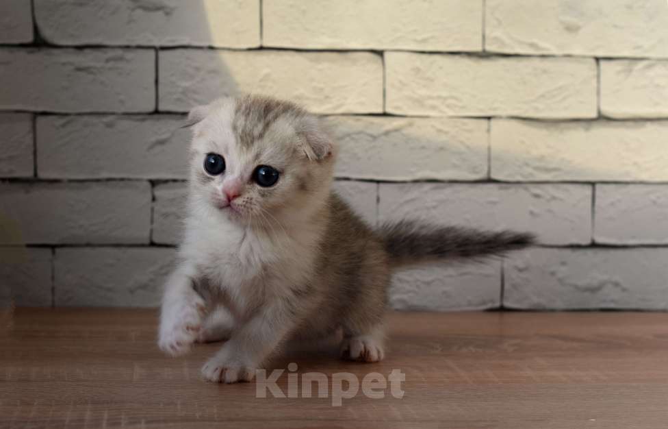 Кошки в Санкт-Петербурге: Скоттиш фолд короткошорстный Мальчик, 30 000 руб. - фото 2