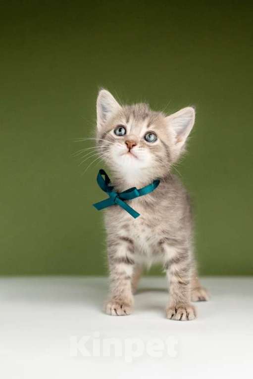 Кошки в Москве: Котята от сибирской мамы — 1,5 месяца в добрые руки Мальчик, Бесплатно - фото 5