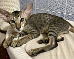 Кошки в Перми: Ориентальный котенок Мальчик, Бесплатно - фото 1
