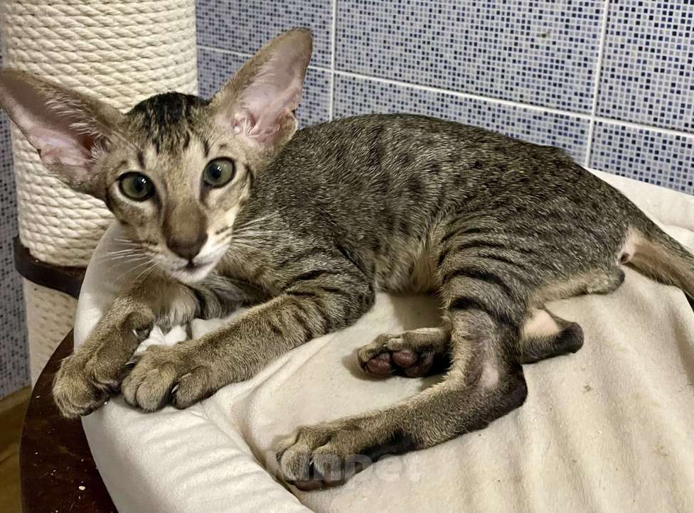 Кошки в Перми: Ориентальный котенок Мальчик, Бесплатно - фото 1