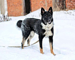 Собаки в Москве: Самый лучший компаньон, молодая собака Бэлла в добрые руки Девочка, 10 руб. - фото 2