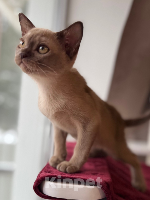 Кошки в Москве: Бурманские котята Девочка, 30 000 руб. - фото 3