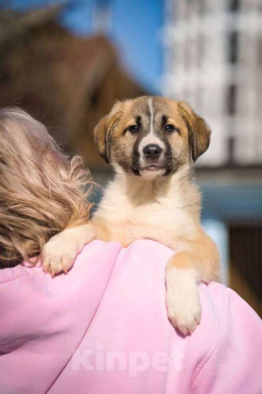 Собаки в Красногорске: Бетховен Мальчик, Бесплатно - фото 7