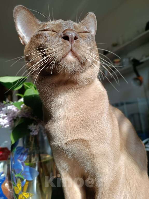 Кошки в Ростове-на-Дону: Котик европейской Бурмы в Брид  Мальчик, Бесплатно - фото 4