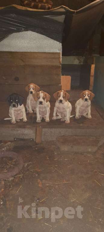 Собаки в Майкопе: Щенки пойнтера Девочка, 20 000 руб. - фото 1