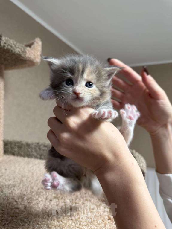 Кошки в Новосибирске: ОТКРЫТО РЕЗЕРВИРОВАНИЕ КОТЯТ Девочка, 100 000 руб. - фото 1