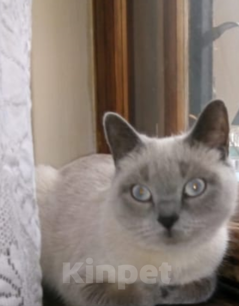 Кошки в Липецке: Потеряшка Девочка, 5 000 руб. - фото 2