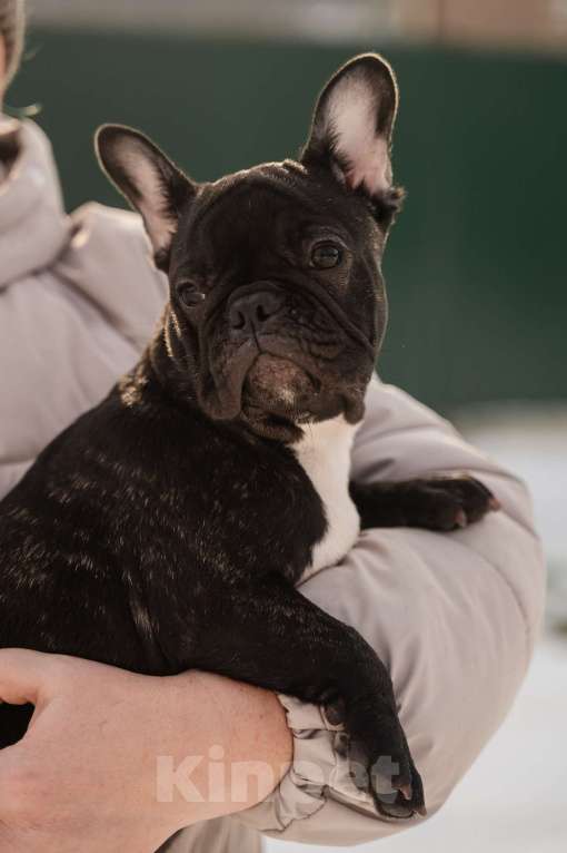 Собаки в Ростове-на-Дону: Готовы к переезду. Девочка, 35 000 руб. - фото 2