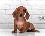 Собаки в Королеве: Шикарная девочка резкого окраса, рыжий мрамор.  Девочка, 70 000 руб. - фото 4