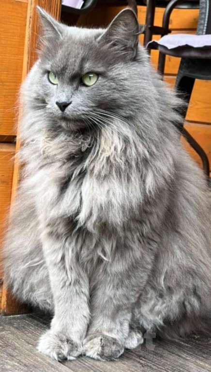 Кошки в других городах Нижегородской области: Пропал котик Мальчик, 30 000 руб. - фото 2