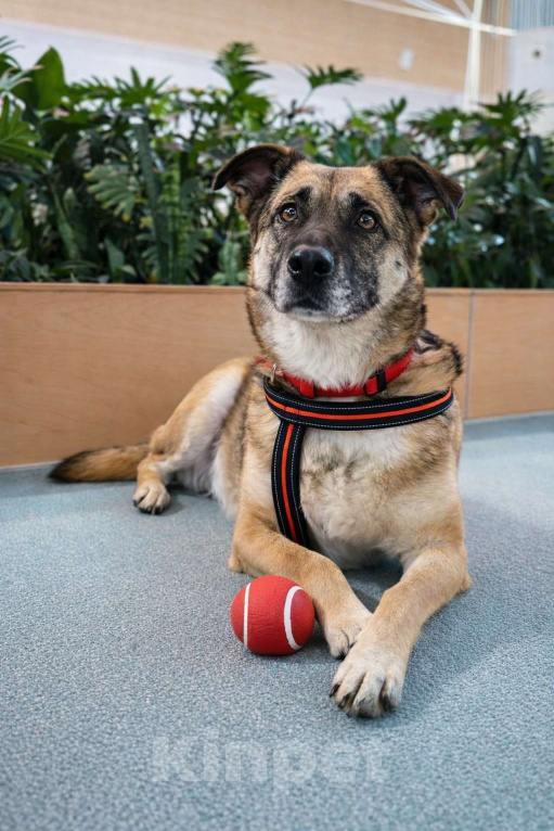 Собаки в Москве: Девочка Банди ищет дом Девочка, Бесплатно - фото 6