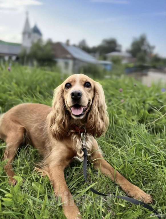 Собаки в Москве: Чистокровный ласковый кокер-спаниель  Мальчик, 60 000 руб. - фото 3