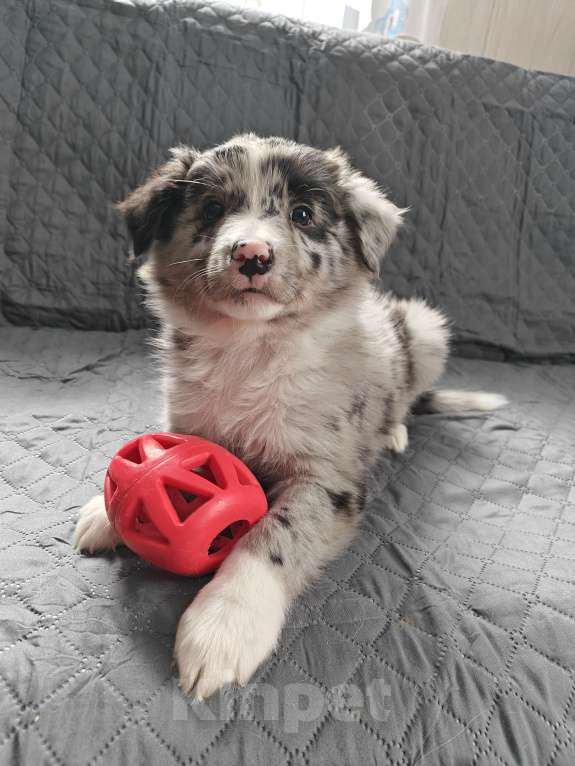 Собаки в Новосибирске: щенки Бордер колли Мальчик, 55 000 руб. - фото 1
