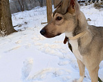 Собаки в Волгограде: Метис стаффорширского терьера Девочка, 1 руб. - фото 2