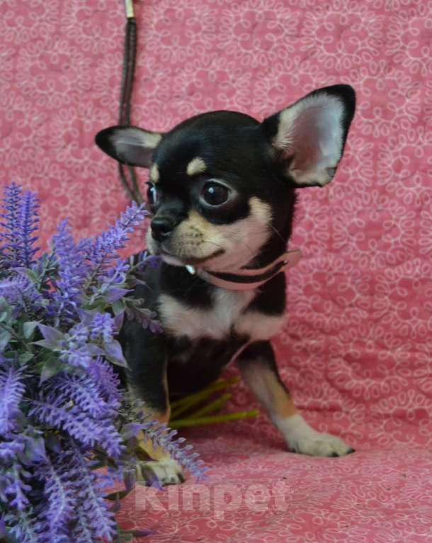 Собаки в Санкт-Петербурге: Девочка чихуахуа  Девочка, 50 000 руб. - фото 3