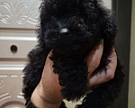 Собаки в Москве: Той пудель черный Мальчик, 65 000 руб. - фото 2
