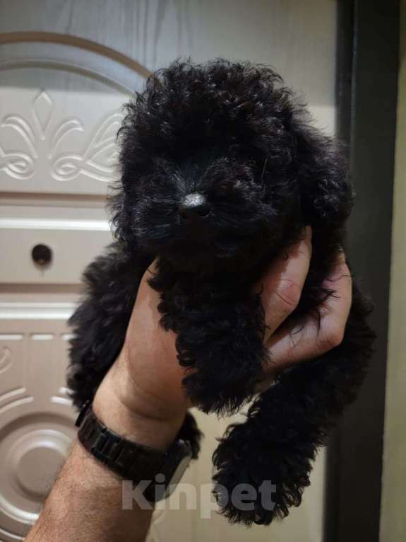 Собаки в Москве: Той пудель черный Мальчик, 65 000 руб. - фото 2