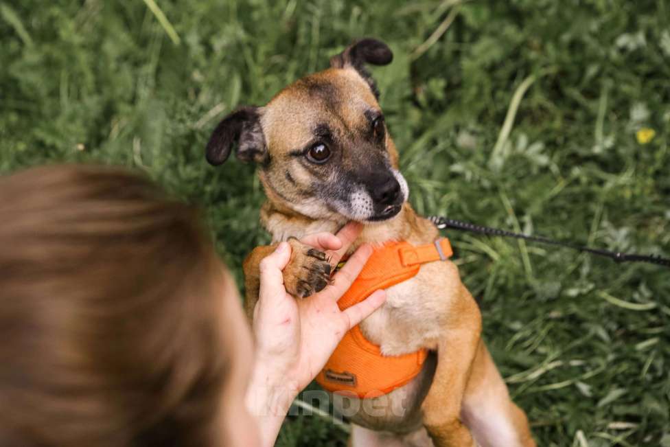 Собаки в Санкт-Петербурге: Миниатюрная собачка Виски ищет дом! Девочка, Бесплатно - фото 3