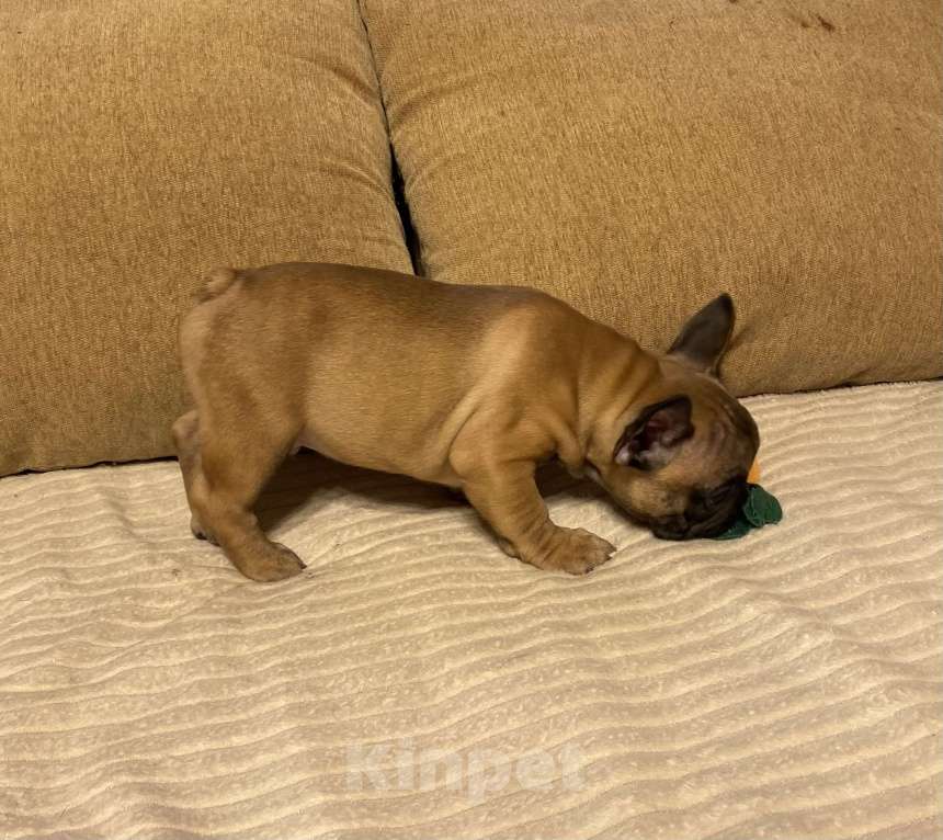 Собаки в Санкт-Петербурге: Шикарный мальчик французик !  Мальчик, 45 000 руб. - фото 5