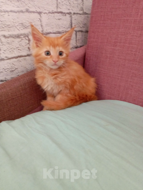 Кошки в Ижевске: Мейн кун (кошка) Девочка, 7 000 руб. - фото 3