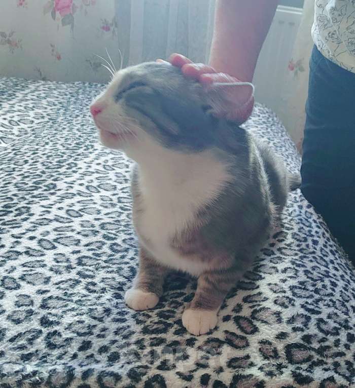 Кошки в Санкт-Петербурге: Абсолютно социализированный котик Феденька ищет родителей! Мальчик, Бесплатно - фото 4