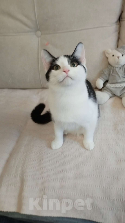 Кошки в Санкт-Петербурге: Самая умная малышка Девочка, Бесплатно - фото 3