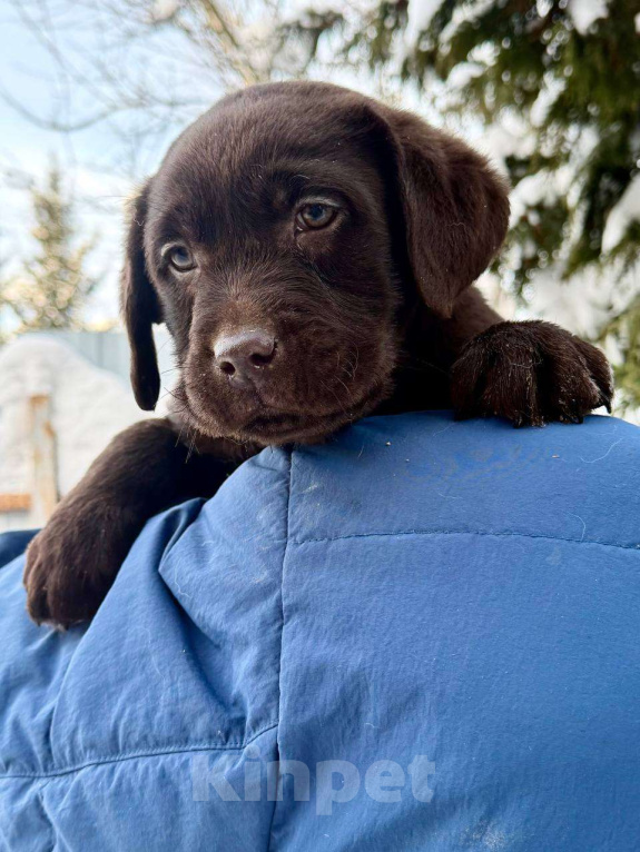 Собаки в Москве: Щенки лабрадора  Мальчик, 80 000 руб. - фото 1