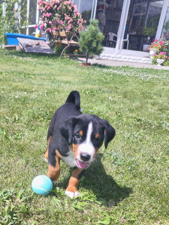 Собаки в Москве: Аппенцеллер зенненхунд, щенок Разнополые, 120 000 руб. - фото 6