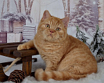 Кошки в Санкт-Петербурге: Британский котик солнечного окраса Мальчик, 45 000 руб. - фото 2