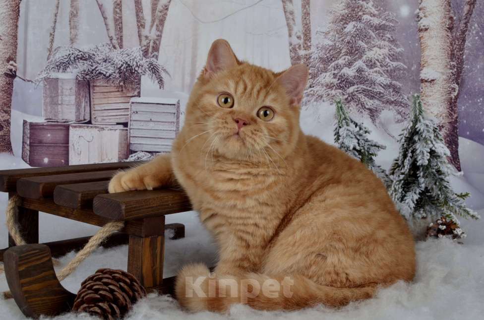 Кошки в Санкт-Петербурге: Британский котик солнечного окраса Мальчик, 45 000 руб. - фото 2