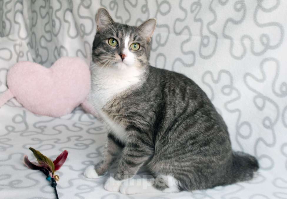 Кошки в Москве: Котя и Масик Мальчик, Бесплатно - фото 4