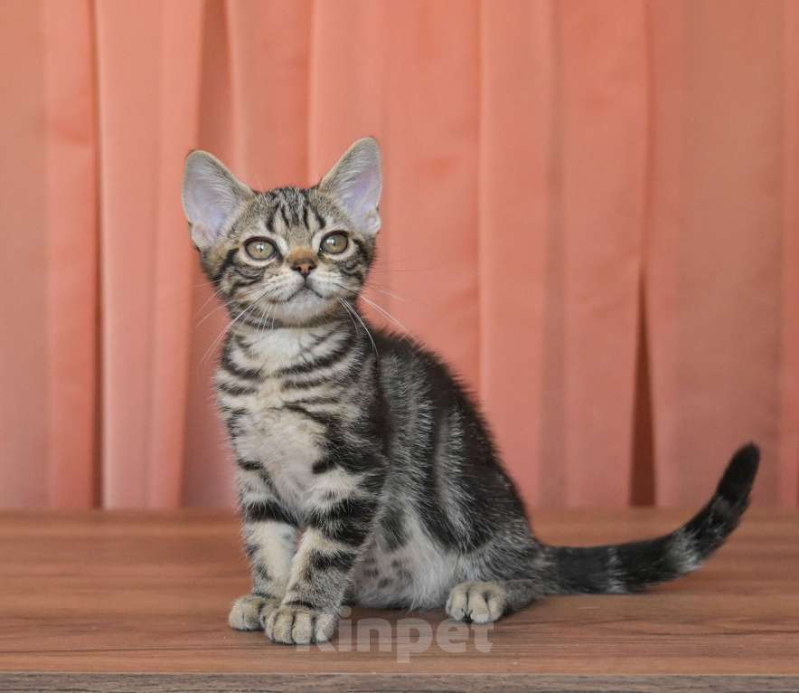 Кошки в Москве: Котенок Американской короткошерстной породы Мальчик, 75 000 руб. - фото 6