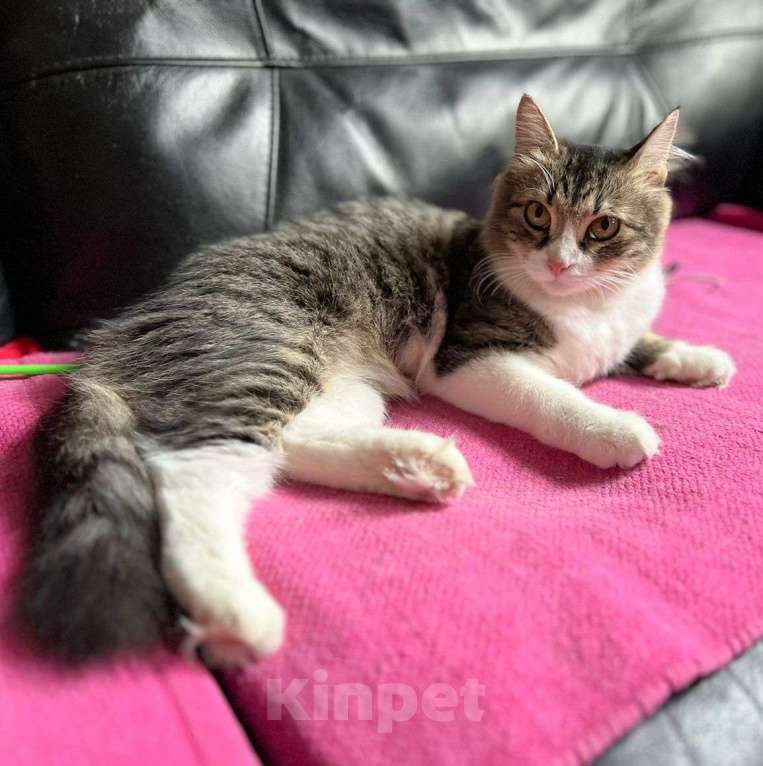 Кошки в Москве: Кошечку хотят выпустить на верную погибель 🆘️ Срочный поиск дома Девочка, Бесплатно - фото 2