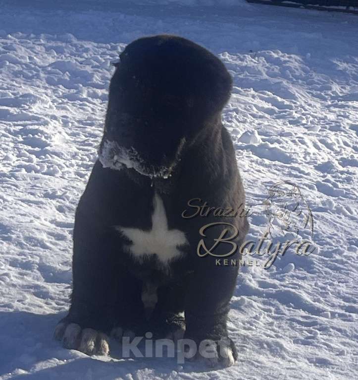 Собаки в Калуге: Кобель САО Мальчик, 80 000 руб. - фото 2