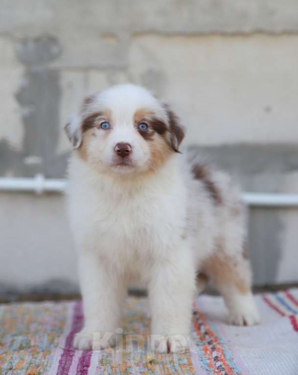 Собаки в других городах Владимирской области: щенок австралийской овчарки Девочка, Бесплатно - фото 5