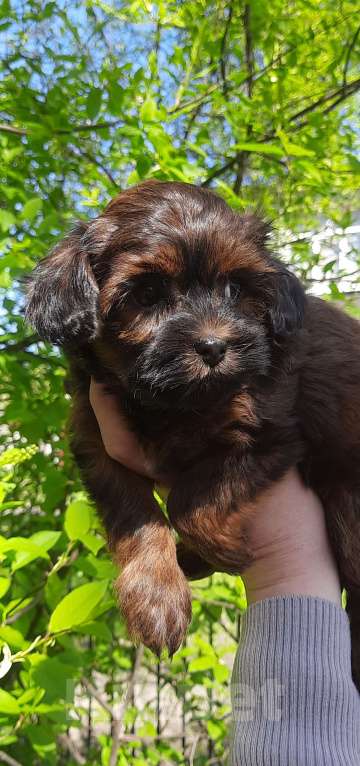 Собаки в Санкт-Петербурге: Щенок Петербургской Орхидеи Девочка, 70 000 руб. - фото 3