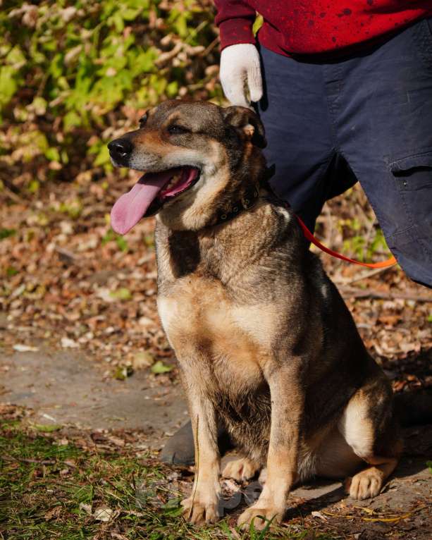 Собаки в Балашихе: Джонни Мальчик, Бесплатно - фото 3