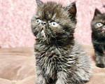 Кошки в Ливны: Котята-Экзоты, 35 000 руб. - фото 3