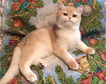 Кошки в Касимове: Британец., 100 руб. - фото 5