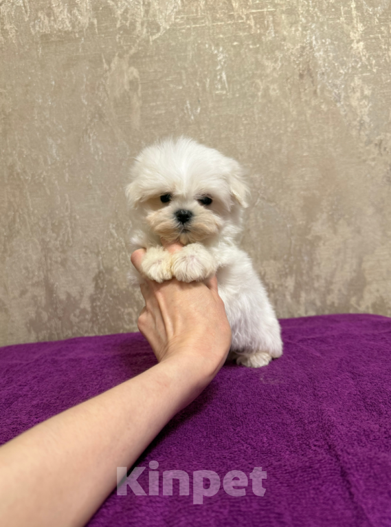 Собаки в Москве: Мальчик Мальчик, 40 000 руб. - фото 2