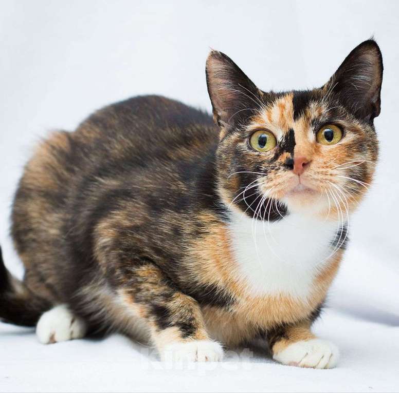 Кошки в Москве: Трехцветную кошечку кто-то выкинул в лес 🆘️ Срочный поиск дома Девочка, Бесплатно - фото 2