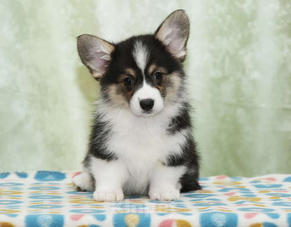 Собаки в Москве: Альмаре Феа Баядерка Девочка, 90 000 руб. - фото 1